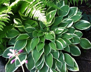 Hosta 'Hush Puppy' - Funkia XL