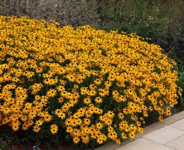 RUDBEKIA JEŻÓWKA BŁYSKOTLIWA (ECHINACEA) 50 NASION