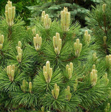 SOSNA CZARNA - PINUS NIGRA S - 20 NASION