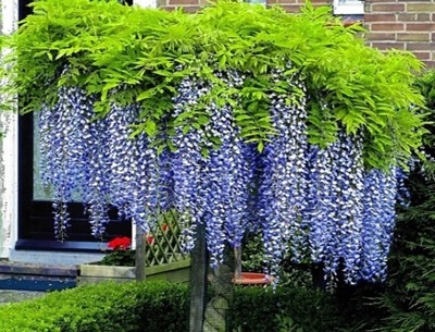 Wisteria BLUE MOON  KARŁOWA ODMIANA    NOWOŚĆ !!!