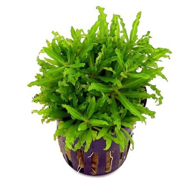 Pogestemon helferi Gwiazda wodna koszyk akwa_fan