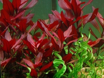 LUDWIGIA REPENS RUBIN - hodowla podwodna