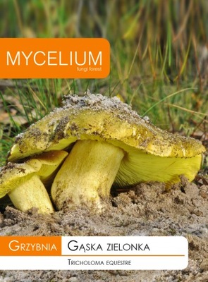 GĄSKA ZIELONKA grzybnia grzyby leśne Mycelium