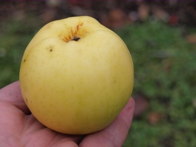 Jabłoń karłowa Grafsztynek --NR 085a