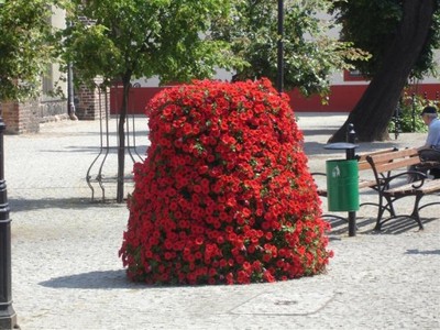 PETUNIA ZWISŁA CZERWONA