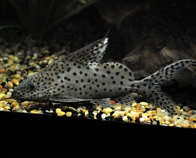 Ryba Synodontis sp. Sumik Opaczek