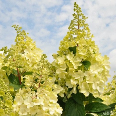 Hydrangea 'Candlelight' - Hortensja bukietowa