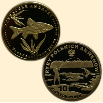 Czebaczek Amurski - 10 złotych rybek - Ryby Polsk
