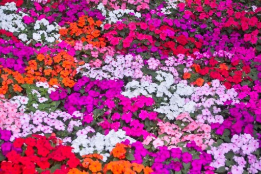 Семена Impatiens Balsamina MIX 1г