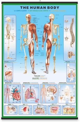 Анатомия строения человеческого тела - постер 61х91,5