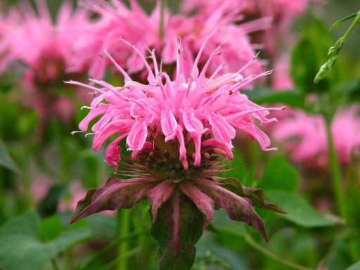 MONARDA FRENTED ПЕРСОНАЛЬНЫЙ РАСТИТЕЛЬНЫЙ МИКС