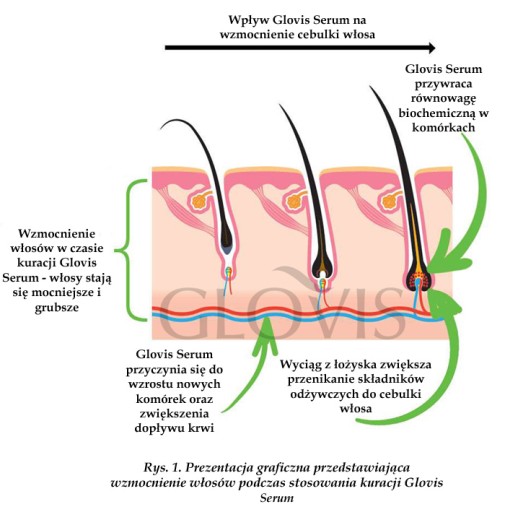 Glovis Serum 12x10 выпадение волос, облысение, утолщение