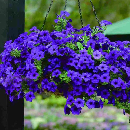 Семена GREAT-FLOWER PETUNIA NAVY BLUE