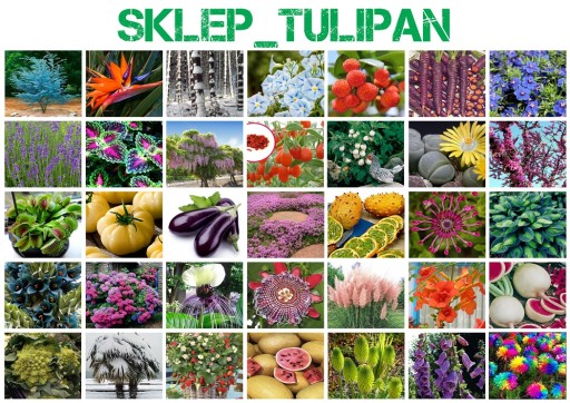 KLON PALMOWY SKLEP_TULIPAN.