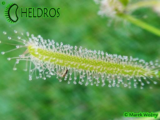 Росянка CAPENSIS Alba Drosera - 100X - от заводчика