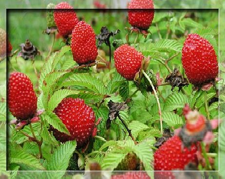 MALINOTRUSKAWKA MALINA PONĘTNA SMAK MALINY TRUSKAWKI SADZONKI PRODUCENT