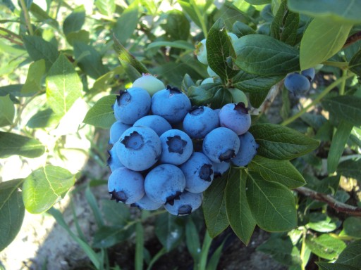 ПАКЕТ «BLUEBERRY 2+1» BLUEGOLD