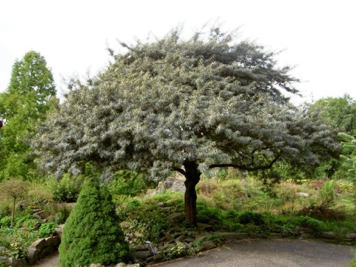 СУКА МОРСКАЯ ОБЫКНОВЕННАЯ HIPPOPHAE RHAMNOIDES 50 СЕМЯН