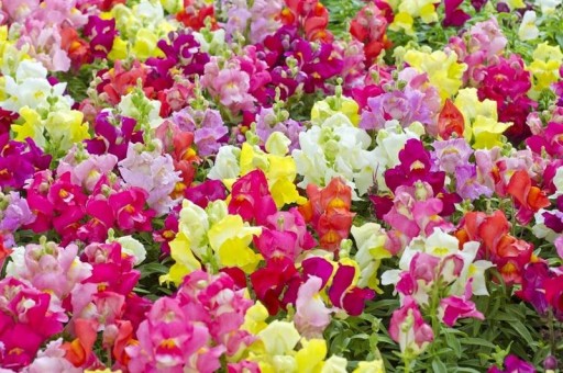 Карликовый львиный зев (ANTIRRHINUM MAJUS NANUM) COLOR MIX 500 СЕМЕН