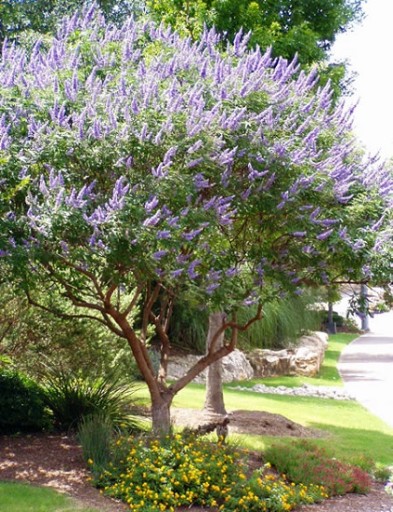 WITEX - VITEX NEGUNDO RARE SPECIES - 30 СЕМЯН