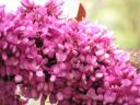 Cercis canadensis – канадский жук-иуда ХИТ!