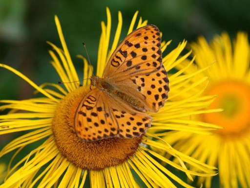 ТРАВА СПЕЦИАЛЬНАЯ ПЯТНИЦА (TELEKIA SPECIOSA) - 50 СЕМЯН