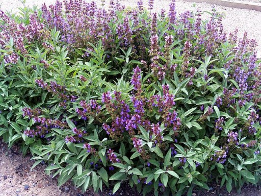 SZAŁWIA LEKARSKA (SALVIA OFFICINALIS) - 70 NASION