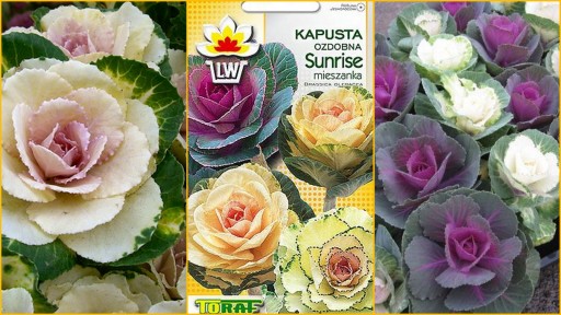 KAPUSTA OZDOBNA SUNRISE