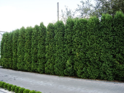 Tuja thuja KÓRNIK 40cm na żywopłot W DONICZCE