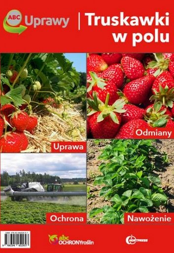 Truskawki w polu. ABC Uprawy uprawa truskawek