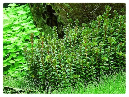 10. Ammania sp BONSAI rotala porcja in vitro