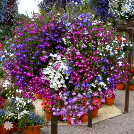 LOBELIA PRZYLĄDKOWA ZWISŁA MIESZANKA KOLORÓW