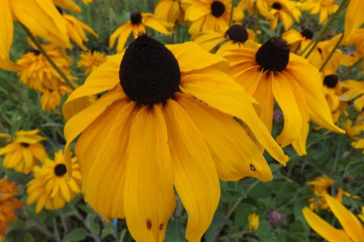 RUDBEKIA GIGANT- wieloletnia- nasiona -100szt