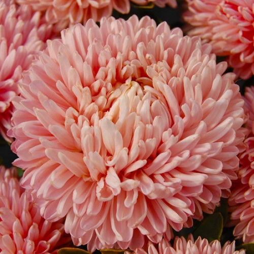 ASTER CHIŃSKI PEONIOW JANINA ŁOSOSIOWY