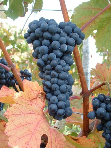 Vitis 'Leon Millot' - Winorośl NA CZERWONE WINO