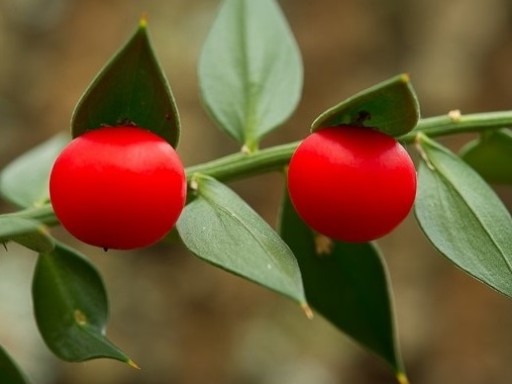 MYSZOPŁOCH KOLCZASTY RUSCUS ACULEATUS 2 NASIONA