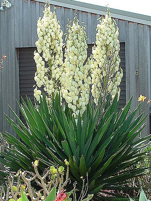 JUKKA KAROLIŃSKA (YUCCA FILAMENTOSA) - 20 NASION