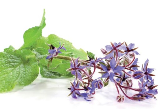 OGÓRECZNIK LEKARSKI (BORAGO OFFICINALIS) 50 NASION