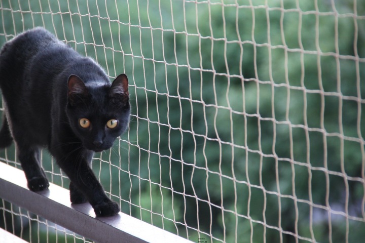 Сетка на балкон для кошек с установкой - фото