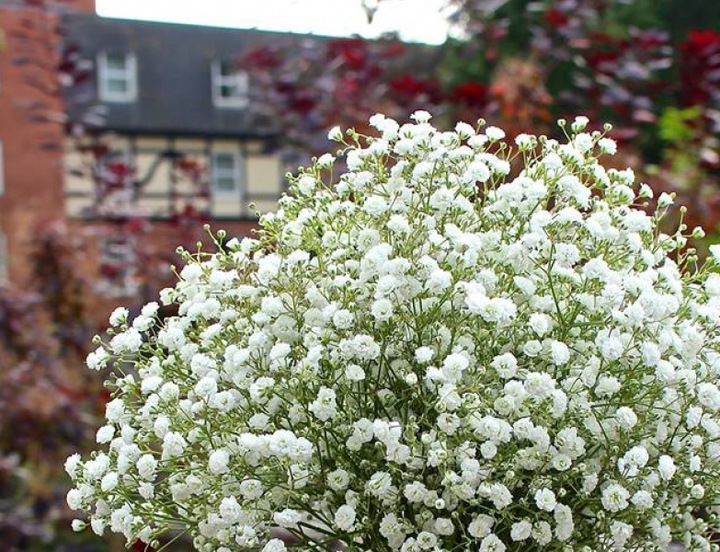 Цветы с белыми шариками